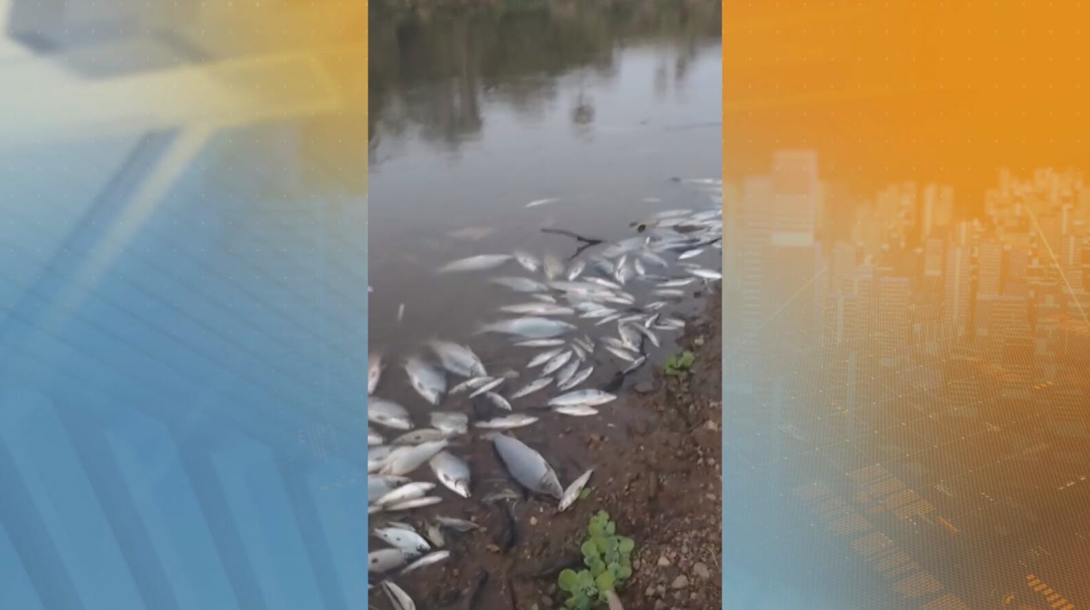 Órgãos ambientais investigam causas do fenômeno