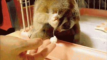 Gifs, alegre o dia, animação, tecnologia