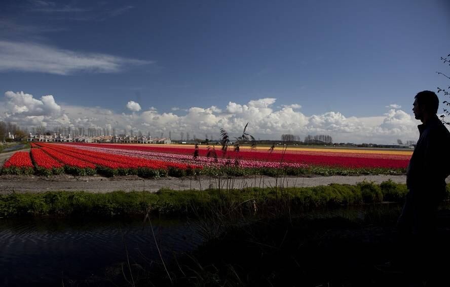 Em diversos campos no interior da Holanda há plantações multicoloridas de tulipas. Com o clima adequado para o cultivo da planta, o país é o maior exportador da flor. Em meados do século dezessete, a compra e venda de tulipas era tão constante na Holanda que criaram o mercado "tulipomania", movimentando a economia local.
As plantações já se transformaram em uma fonte de comércio e são visitadas anualmente por turistas que querem conhecer a chamada "floricultura do mundo"