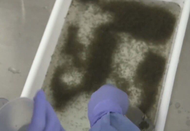 Em contato com a bactéria, eles são capazes de reduzir a transmissão de dengue, zika e chikungunya