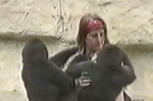 Harambe aparece ainda bebê, abraçando e brincando um cuidador do parque