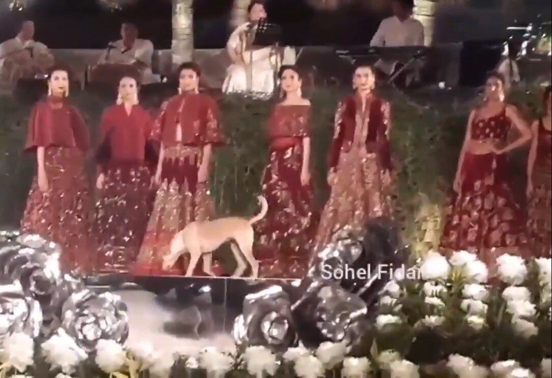 Cachorro invade desfile de moda na Índia