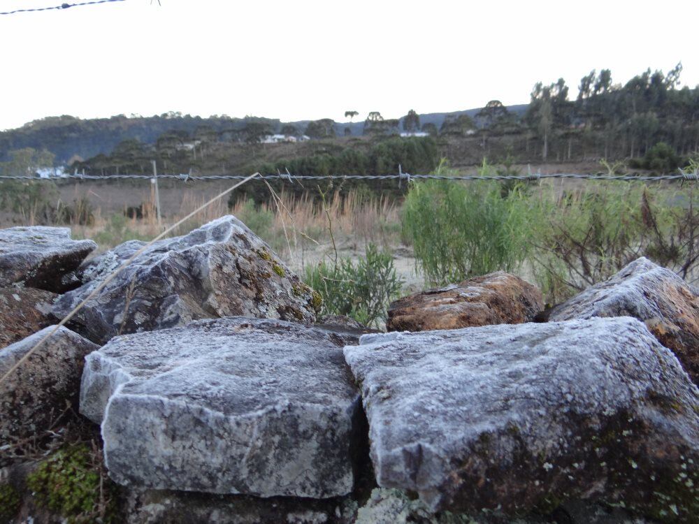 A vegetação amanheceu coberta por uma fina camada de gelo