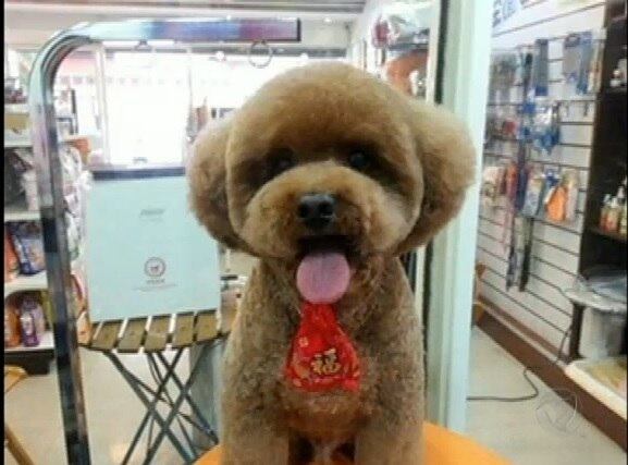 A nova moda só serve para os cachorros que são mais fofinhos, ou seja, com mais pelo
+Cães ajudam na reabilitação de crianças doentes