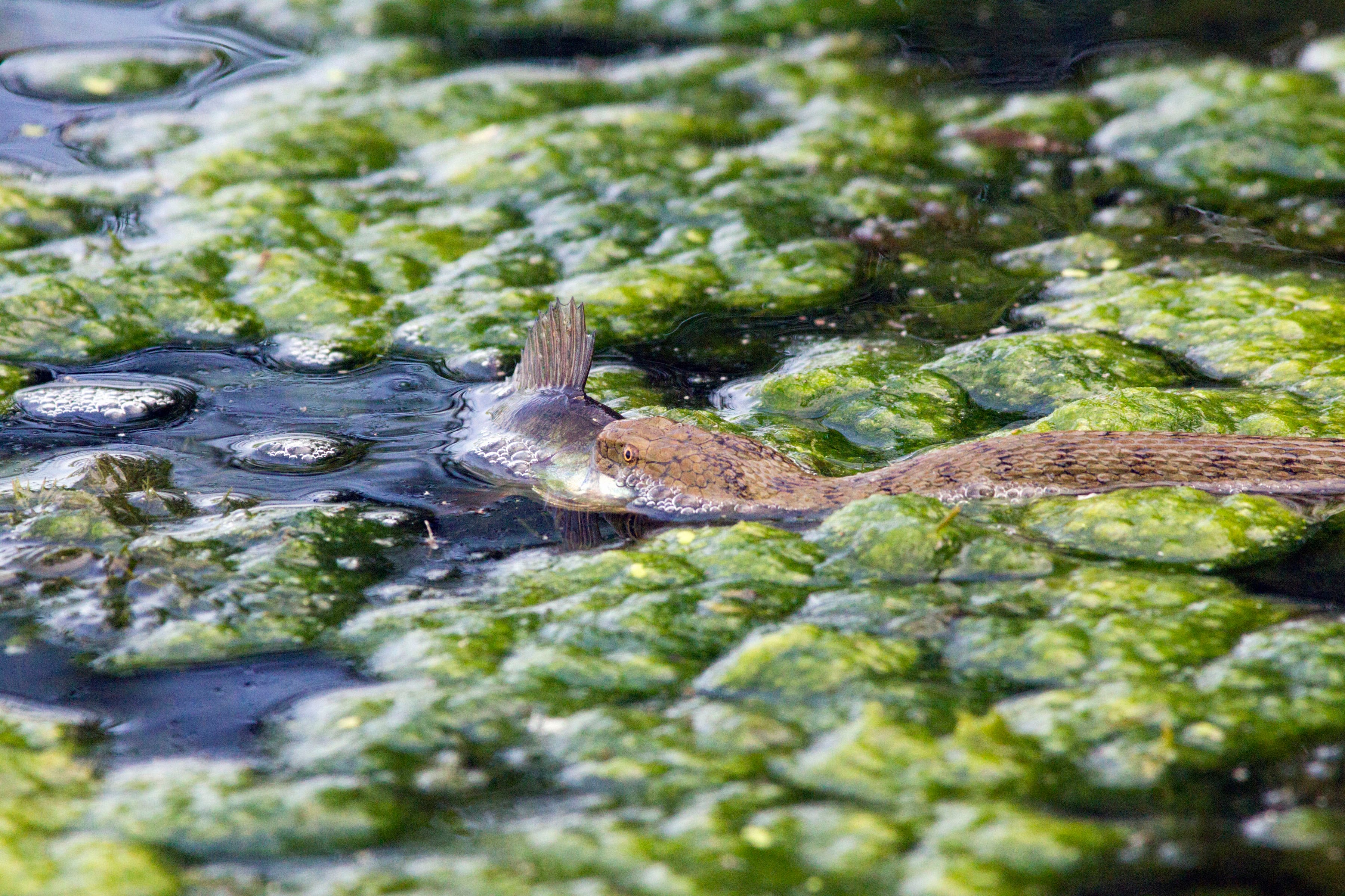 Sem chances de reação, o peixe virou almoço