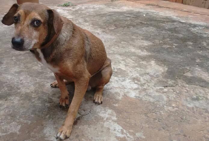 Medicamento Milteforan é capaz de tratar o cachorro