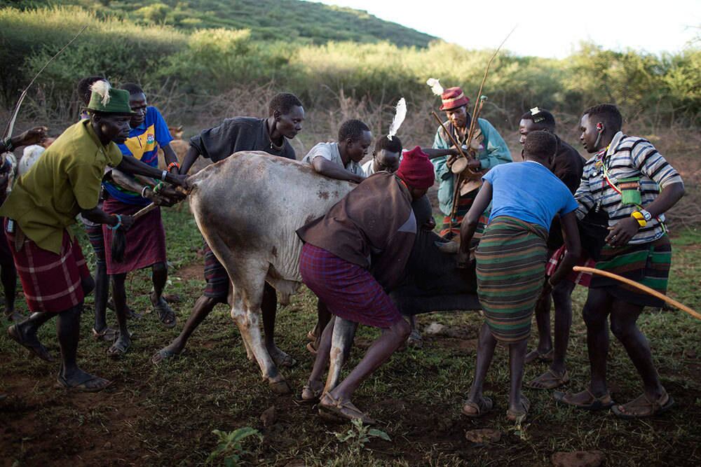 Como parte do ritual, que dura um dia e uma
noite, os homens da aldeia também selecionam um touro que receberá um soco das
mulheres antes de ser executado com uma lança no coração