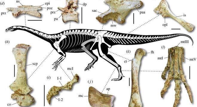 Característica dentária do animal indica que se alimentava de plantas