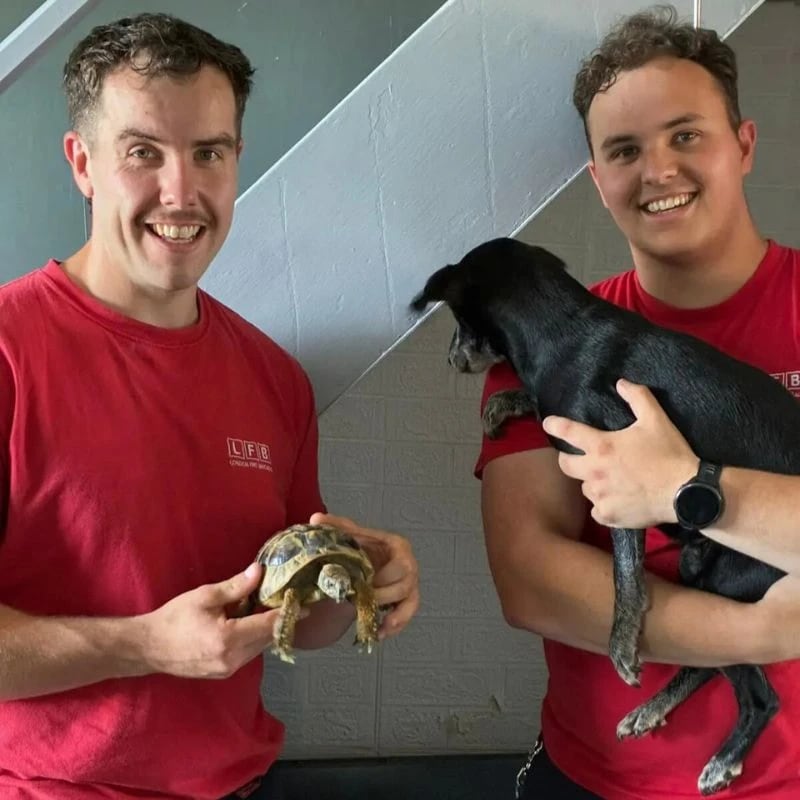 Bombeiros encontraram a tartaruga e um cachorro escondidos embaixo da escada