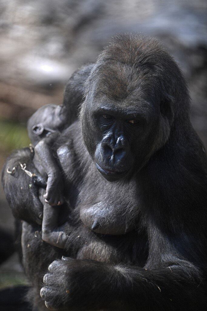 BRAZIL-ZOO-GORILLA
Western lowland gorilla Imbi and her baby gorilla are seen at the zoo in Belo Horizonte, Brazil, on September 24, 2021. The baby gorilla was born on September 3, 2021, and is the fifth of the species -which appears on the International Union for Conservation of Nature (IUCN) red list as critically endangered- to be born in the zoo, the only one in South America to succeed in breeding the species.
DOUGLAS MAGNO / AFP