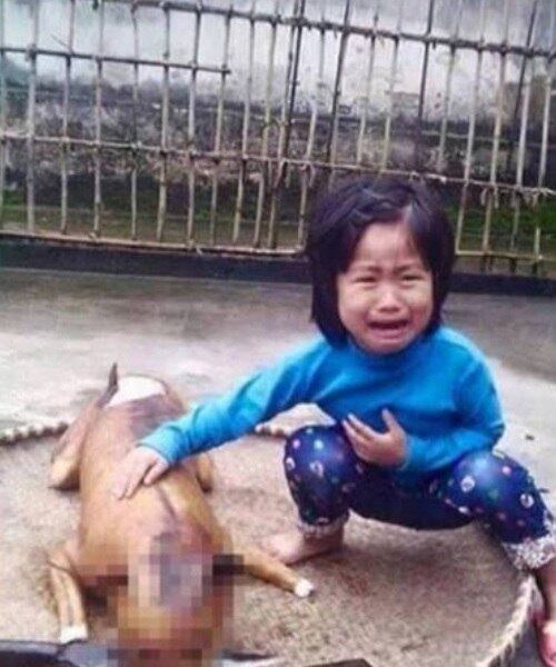 Uma menina de apenas cinco anos de idade passou por um pesadelo durante um passeio pelas ruas no norte do Vietnã. De acordo com informações do site Daily Mail, a criança que vivia em uma área rural estava procurando seu cachorro que havia desaparecido e o encontrou cozido em uma barraca de carne de cachorro 