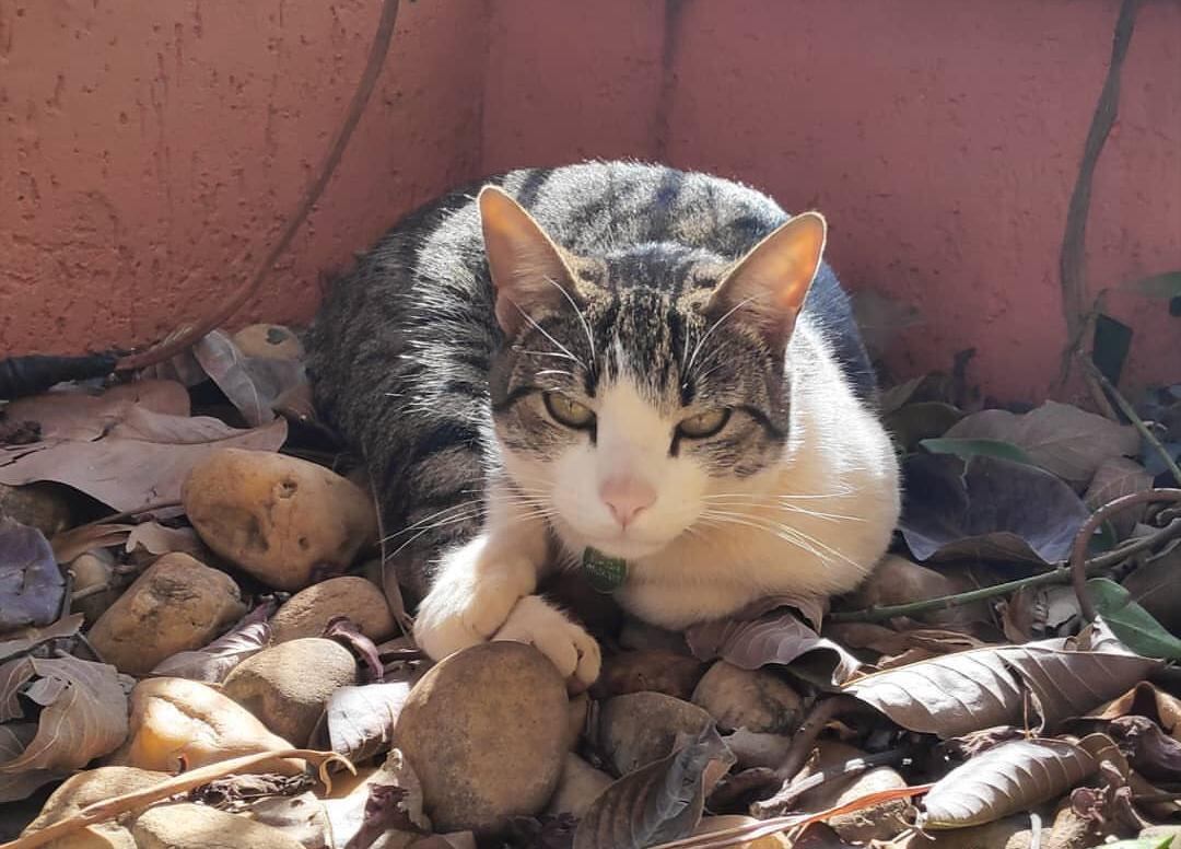 Floriano escapou de casa e não consegue voltar