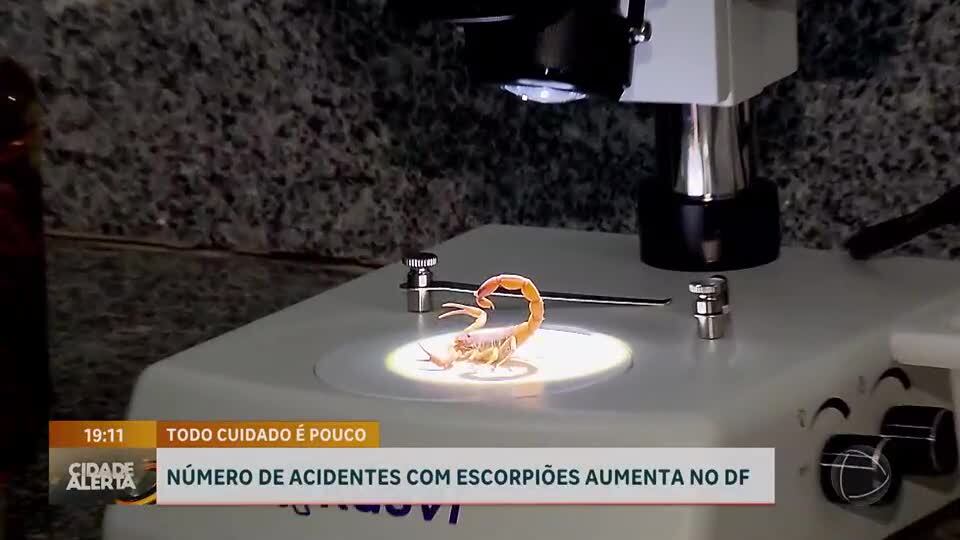 Acidente com escorpião em loja de shopping alerta para aumento de casos no DF