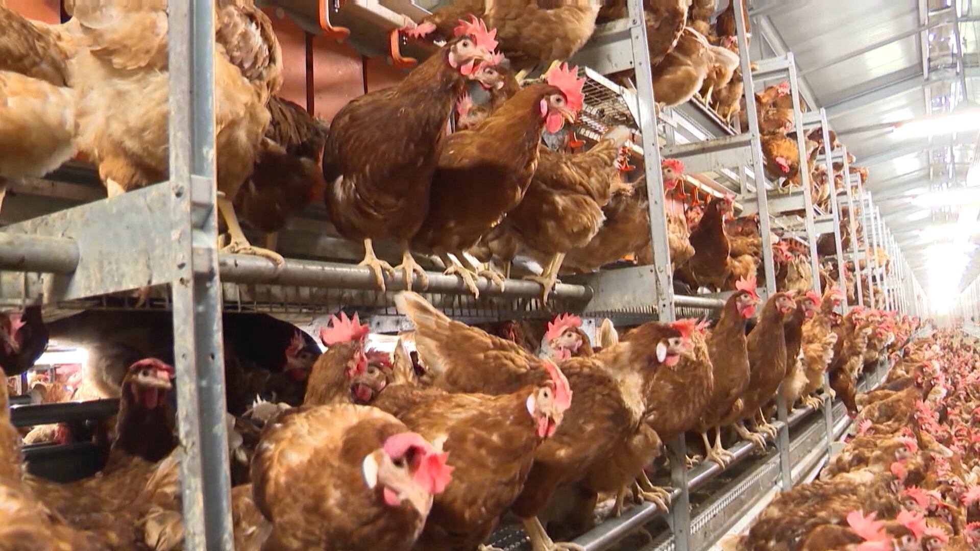 Exportação de frango vai cair em 2025 devido à gripe aviária, diz ABPA