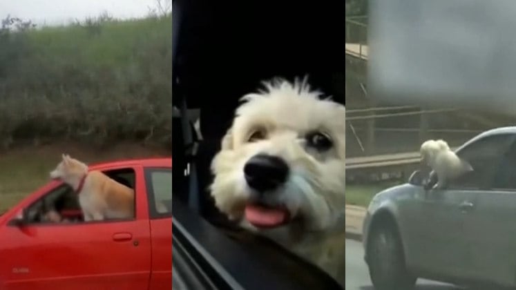 Os cuidados não são à toa. Há muitos vídeos que viralizam na internet de cães pela janela de carro em movimento. Em estradas, além de trazer risco de o cão ser atropelado, ainda pode causar acidentes com outros automóveis

