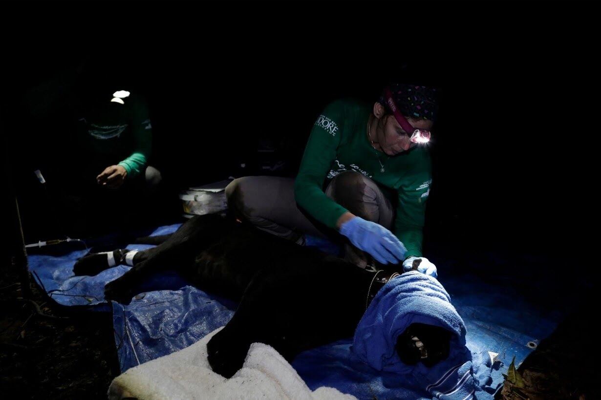 "DIFÍCIL DE ACREDITAR"

Com esse objetivo, pesquisadores seguem um longo processo de monitoramento da onça-pintada que começa com a instalação de armadilhas, seguida pela captura e análise física do animal. Após avaliação, as onças são devolvidas a floresta com um rádio-colar, que envia suas coordenadas ao projeto.

Os pesquisadores passam, então, a acompanhar os sinais de localização sobrevoando a floresta, ou, em períodos de cheia, adentrando seu labirinto de árvores a bordo de pequenos barcos munidos de antenas de rádio.

Railgler dos Santos, morador da comunidade Caburini, localizada dentro da reserva Mamirauá, participou da captura de uma onça junto ao projeto Iauaretê e afirma nunca ter esquecido o que viu no meio da floresta."Até o momento de espirrar, quando eu fecho os olhos, só vem aqueles olhos pretos. Aquela escuridão, mas aqueles olhos permanecem lá", disse o jovem de 25 anos.


