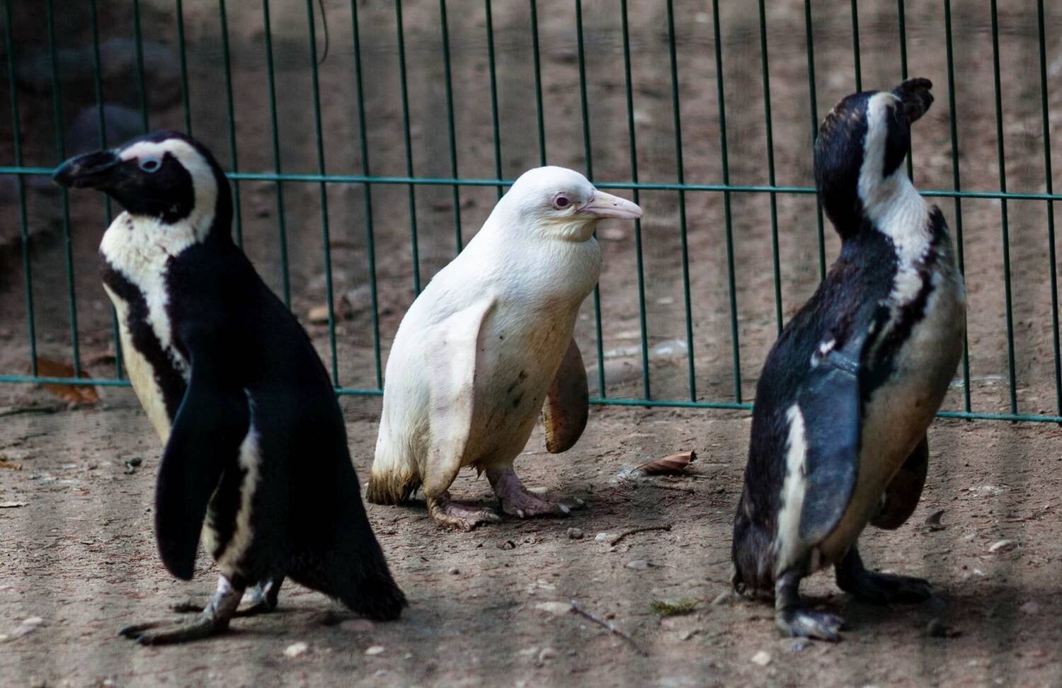 Atualmente, o pinguim albino vive com seus pais e com dois dos pinguins mais tranquilos do zoológico