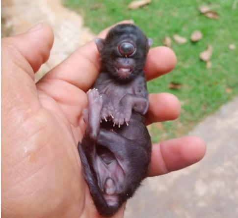 Ciclopia é rara em animais e humanos