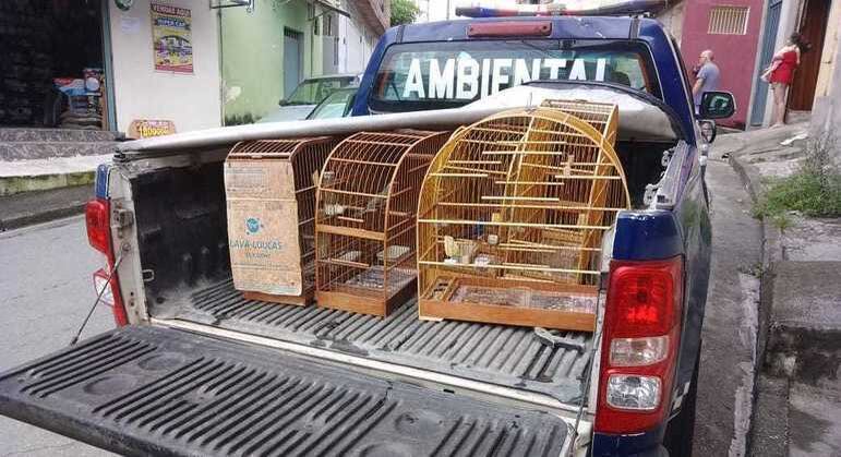 GCM apreende pássaros mantidos em cativeiro na Vila União, em Guarulhos (SP)