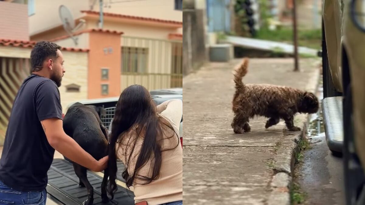 Até esta sexta-feira (10), 28 animais foram notificados como vítimas do caso: 21 cães e sete gatos