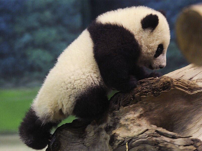 A pequena Yuan Zai, o primeiro panda nascido em Taiwan, escala um tronco de madeira no zoológico municipal de Taipei. A filhote veio ao mundo em julho de 2013, depois de seus pais, o macho Tuan Tuan, e a fêmea Yuan Yuan, passarem por uma série de sessões de inseminação artificial, já que a fêmea não conseguia engravidar naturalmente.
