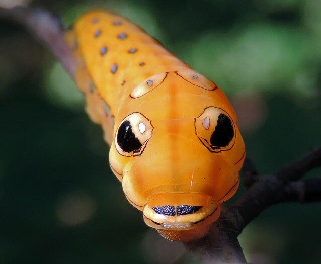 Espécie: Spicebush Swallowtail