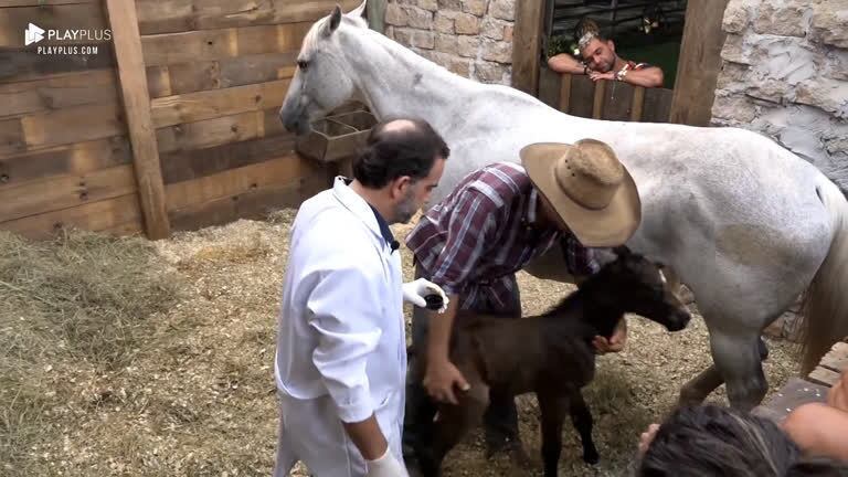 Peões conversam com veterinário sobre égua Ding