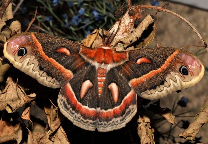 Espécie: Cecropia