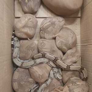 Cobras encontradas nos Correios