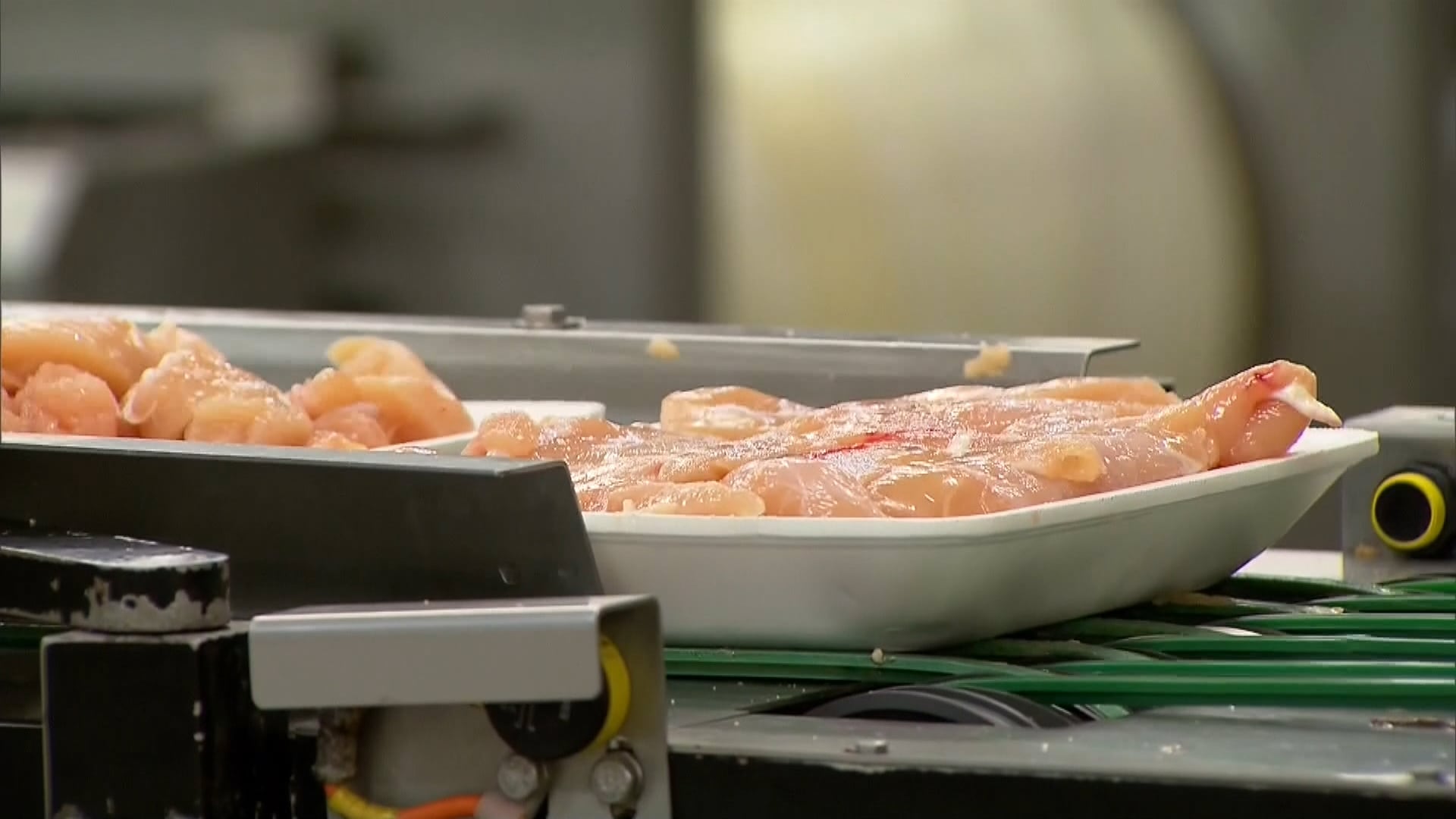 Bandeja branca com pedaços de frango cru está sobre esteira de processamento. Rolos verdes e partes mecânicas da máquina indicam sistema automatizado de embalagem em ambiente industrial.