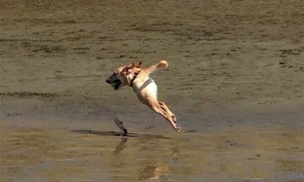 Um dos recursos mais populares dos últimos tempos é a foto panorâmica, a ferramenta permite que o usuário tire fotos de uma vista inteira. Entretanto, nem sempre o recurso funciona. Como esse cachorro que saiu pela metade. Veja outras engraçadas situações em que o recurso gerou fotos desastrosas
