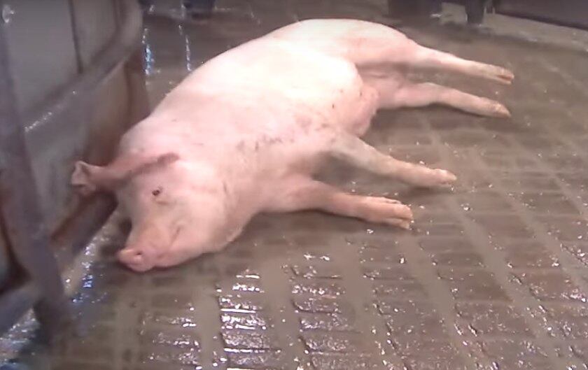 Outros animais tremem de dor e se debatem no chão do abatedouro antes de serem levados para a morte certa 