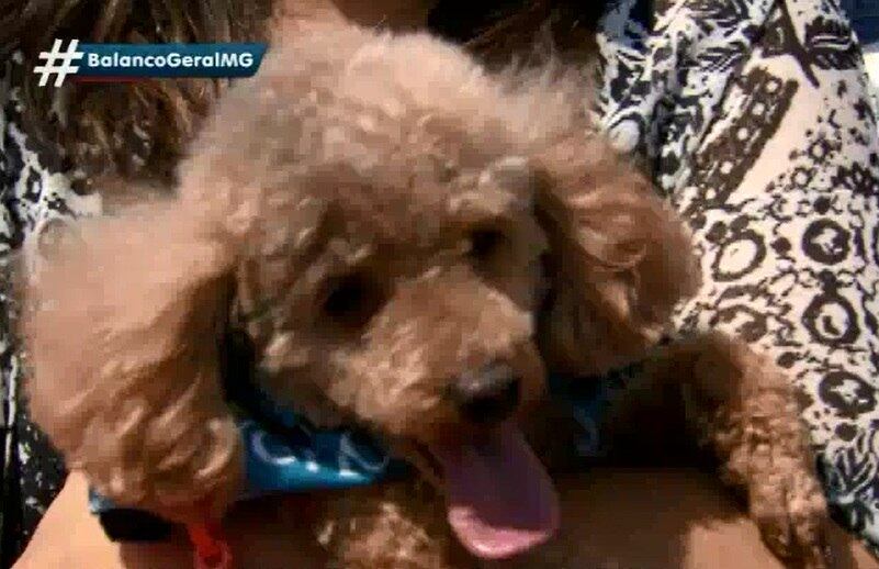 Mas a competição reunião muitos bichos fofos! O pequeno Pingo, da relações públicas Maria Luiza Mariano brinca de ser modelo
— Já aconteceu do pessoal achar que eu estava carregando ursinho no colo. Ele é muito fotogênico. A gente fez um book juntos. 
