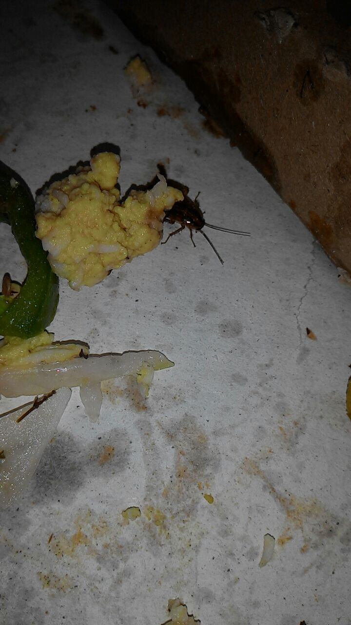 Um morador do Distrito Federal teve uma desagradável surpresa ao retirar uma fatia de pizza de dentro da caixa nesta quinta-feira (23). Ao levantar o pedaço para consumir, ele encontrou uma barata viva dentro do alimento. Assustado com a cena, nem conseguiu consumir o produto. Eca!
— Eu estou com o estômago embrulhado, eu fico preocupado com o serviço prestado, afirma