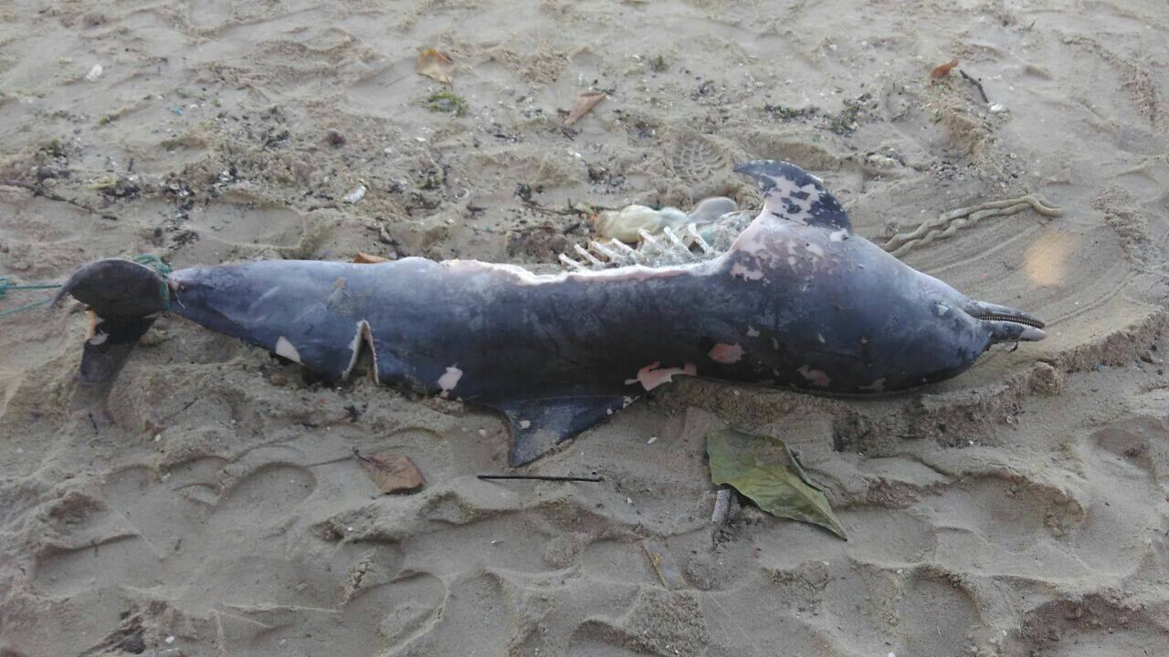 "Acerola" tinha dois anos e era considerado um filhote
