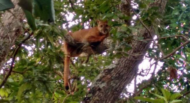Animal estava no alto de um abacateiro