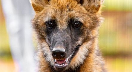 Atena foi eleita com 783 votos