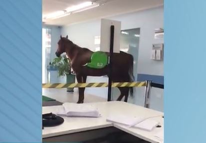 Cavalo invade pronto socorro em Taboão da Serra, na Grande SP, e para no saguão