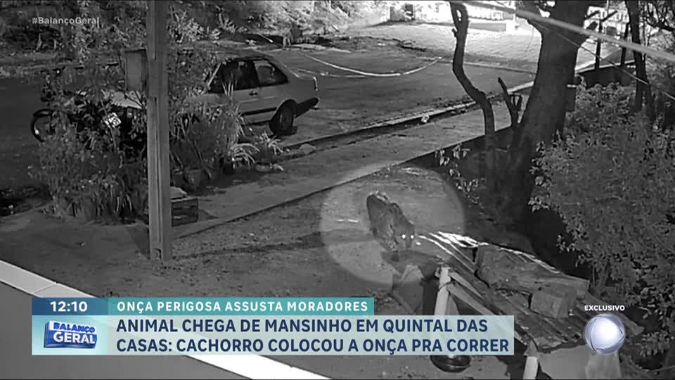 Onça invade quintal de casa, e cachorra enfrenta e expulsa o animal em Corumbá (MS)