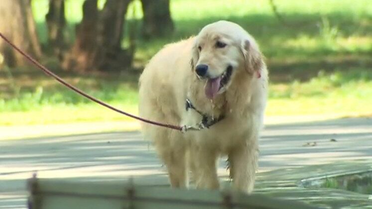 Não se sabe exatamente por quais motivos cães, assim como pessoas, vão perdendo suas capacidades mentais conforme ficam mais velhos. O fato é que o cérebro e o sistema nervoso dos cães mudam drasticamente conforme eles envelhecem