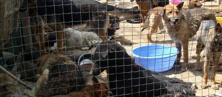 4. Taiwan

O governo aprovou uma lei que proíbe o comércio de carne de cachorro no país, no entanto, a prática continua a ser realizada ilegalmente. Há uma rede contrabandista que abastece os restaurantes que comercializam esse tipo de carne

Festival de carne de cachorro mata mais de 10 mil animais na China
