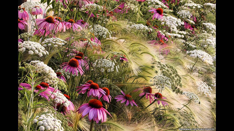 O International Garden Photographer of the Year, principal concurso internacional de fotografia de jardins, está exibindo os vencedores de sua sétima edição em uma mostra no Kew Gardens, o Jardim Botânico de Londres. O concurso foi criado na Grã-Bretanha em 2007 e se tornou internacional em 2008. Hoje, é aberto a fotógrafos amadores e profissionais de todo mundo, com fotografias de jardins, plantas e flores.
My Garden Prairie (Minha Pradaria), foto feita por Rosanna Castrini, foi a grande premiada.

"É difícil fazer uma imagem bem-sucedida de muitas plantas juntas. Para mim, esta imagem está o mais perto possível da perfeição", disse Andrew Lawson, juiz do concurso.