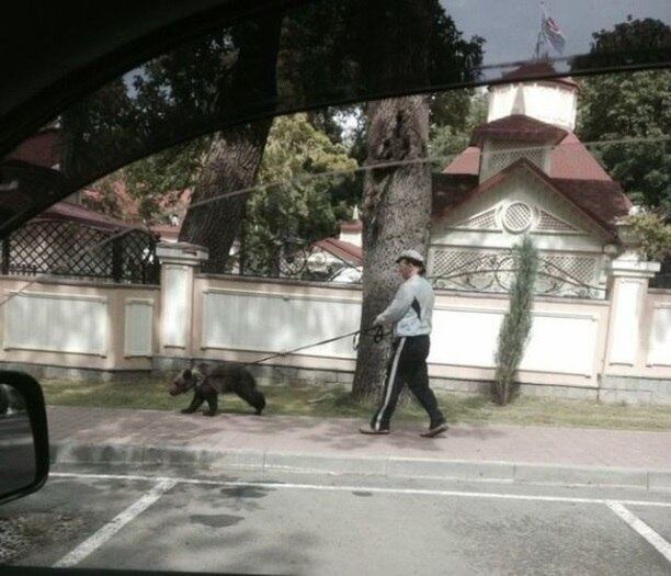 Alguém passeando com um cachorro todo mundo já viu, né? E com um urso?