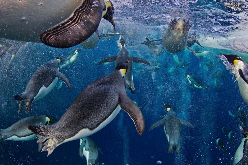 

O fotógrafo canadense Paul Nicklen, que trabalha para a
revista norte-americana National Geographic, levou o primeiro prêmio na
categoria Natureza do World Press Photo 2013 com a imagem de um grupo de
pinguins-imperador nadando no Mar de Ross, na Antártida, tomada em 18 de
novembro de 2011

