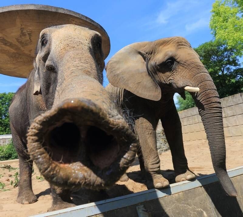 Elefantes são
fotografados no zoológico de Magdeburg, na Alemanha