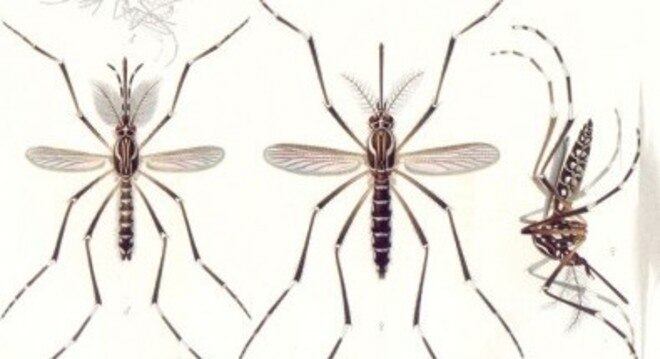 Dengue, zika e febre amarela são causados por Flavivírus