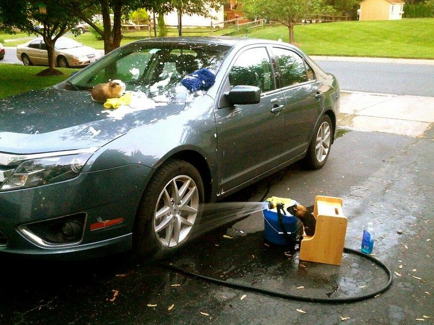 porquinho, twitter, fofo