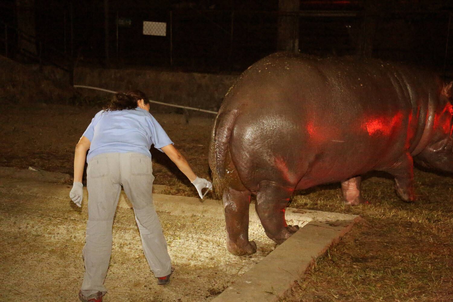 O comportamento estranho foi o ponto de partida para que se identificassem cortes e hematomas no rosto e no pescoço de Gustavito, que também apresentava sinais claros de estresse e agonia


