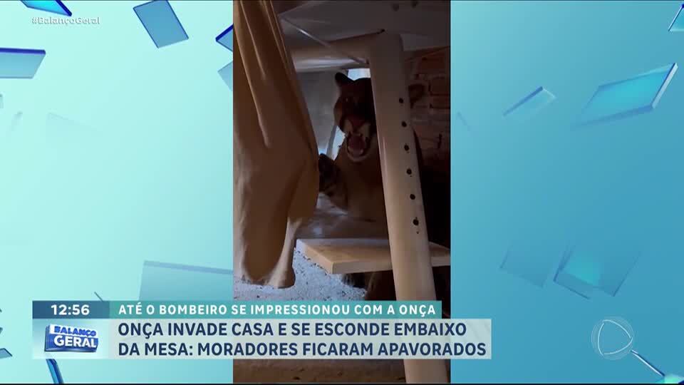 Onça invade casa no Paraná e se esconde embaixo de mesa
