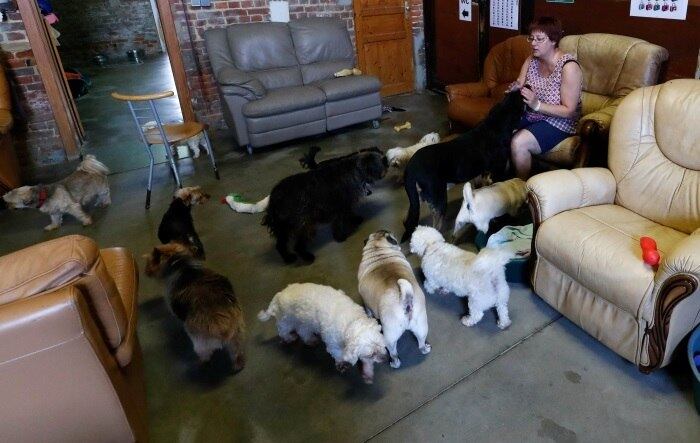 No asilo, estão animais que tem mais de 10 anos, com pouca ou nenhuma chance de serem adotados